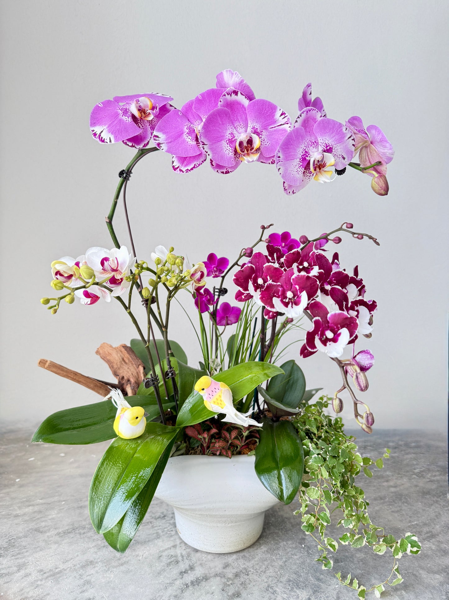 Orchids Symphony Pot