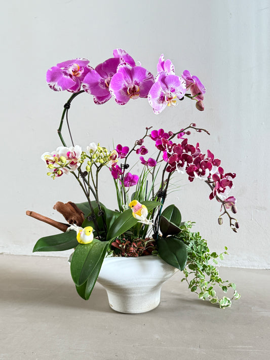 Orchids Symphony Pot