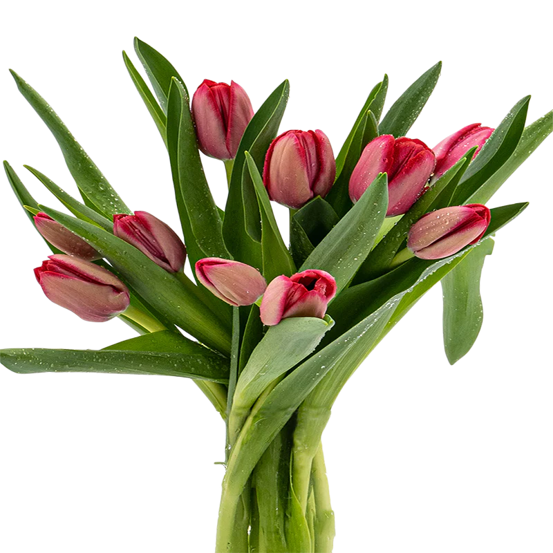 Delicate Spring | Tulip, Single Series Bouquet
