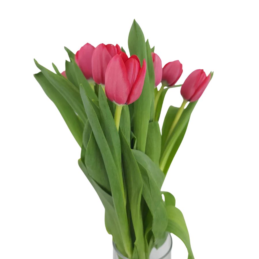 Delicate Spring | Tulip, Single Series Bouquet