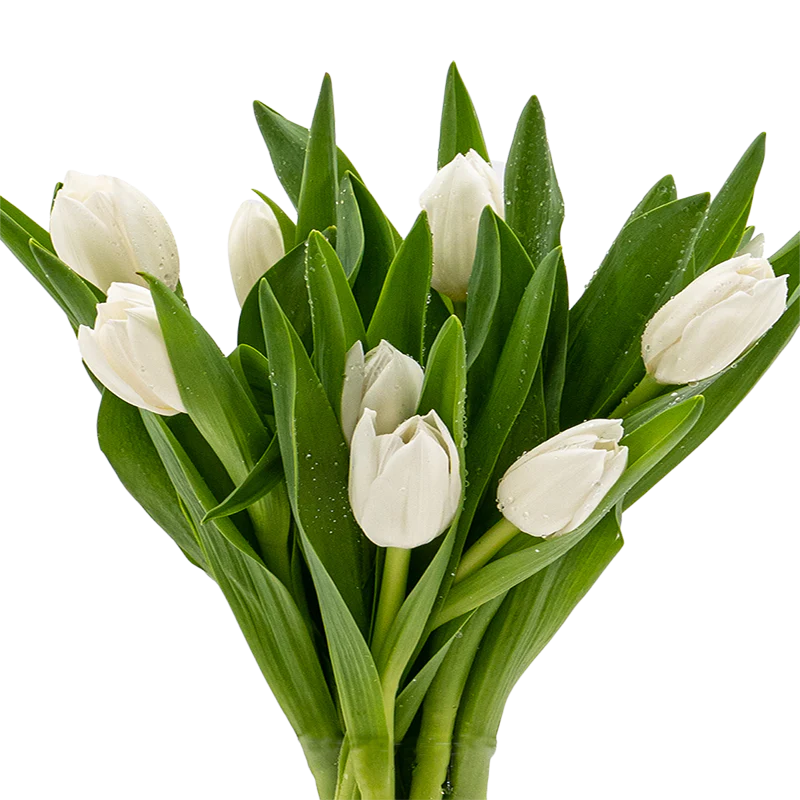 Delicate Spring | Tulip, Single Series Bouquet