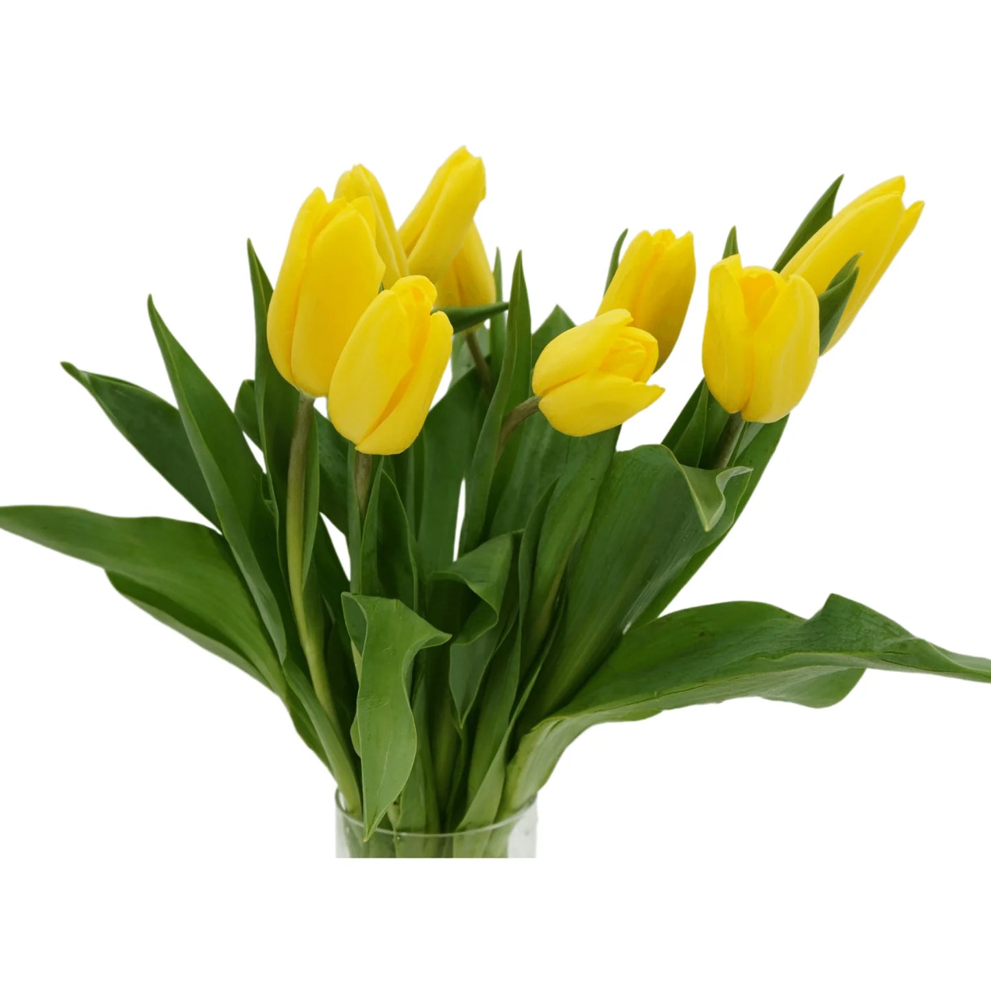Delicate Spring | Tulip, Single Series Bouquet