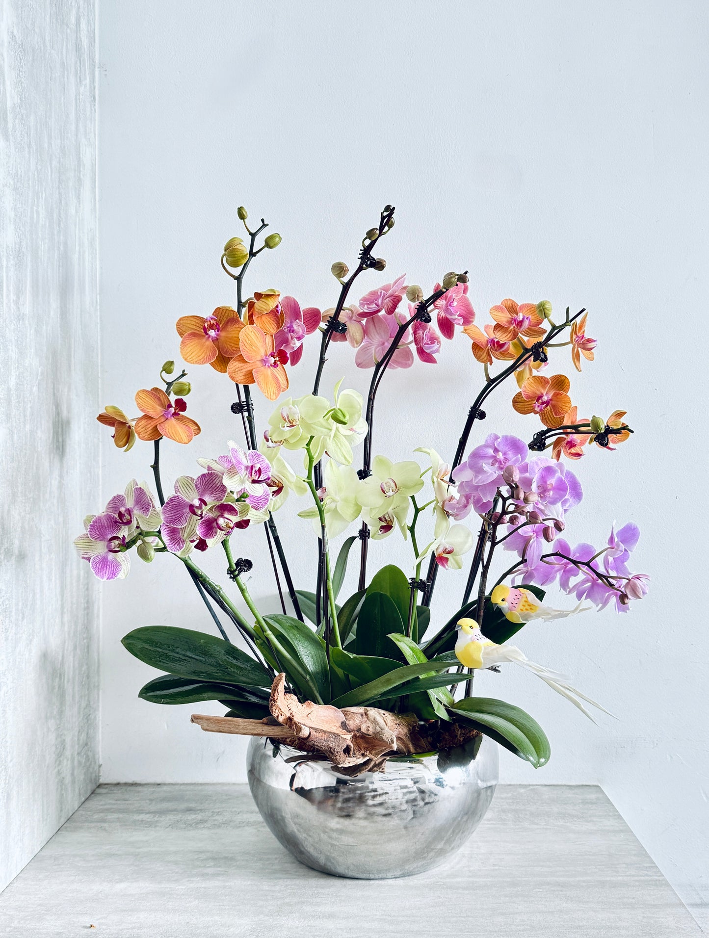 Orchids Symphony Pot