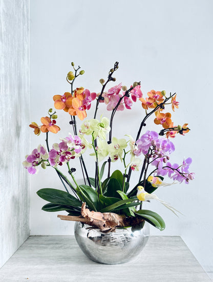 Orchids Symphony Pot