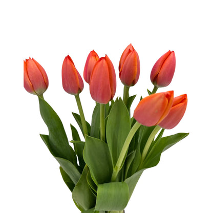 Delicate Spring | Tulip, Single Series Bouquet