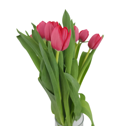Delicate Spring | Tulip, Single Series Bouquet